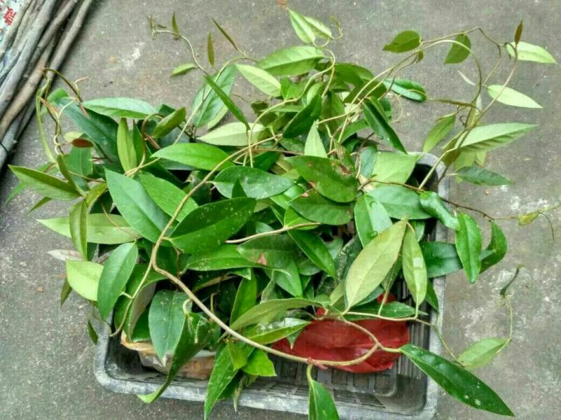 布福娜树苗20~30cm