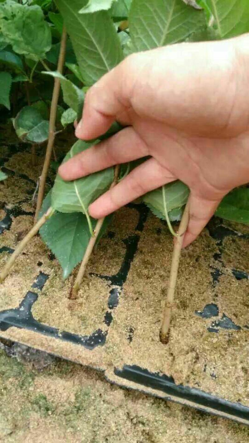 俄罗斯八号樱桃苗，抗寒抗冻能力强产量高好管理，提供技术