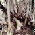 映山红10~15cm