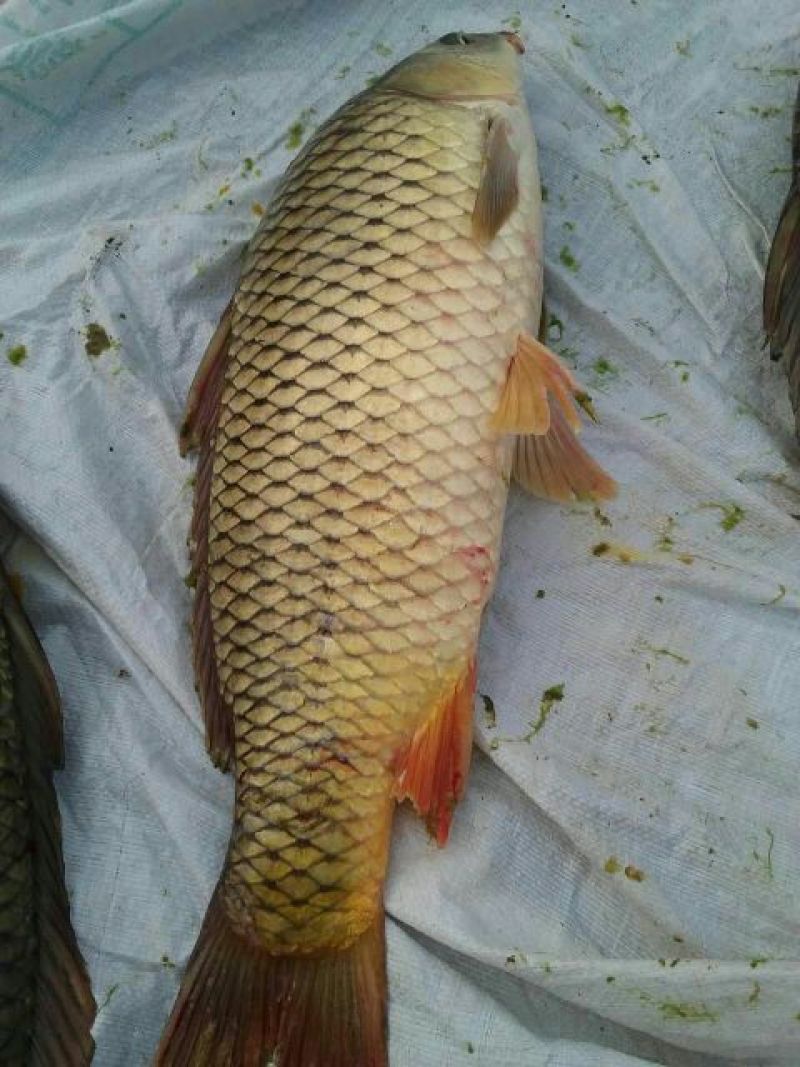 河鲤鱼食用2~3公斤