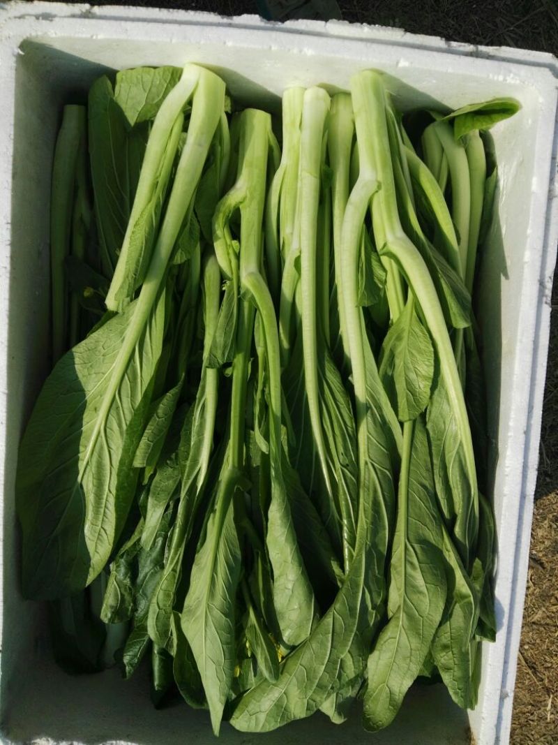 菜苔