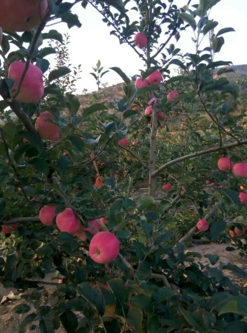 新世界苹果纸袋