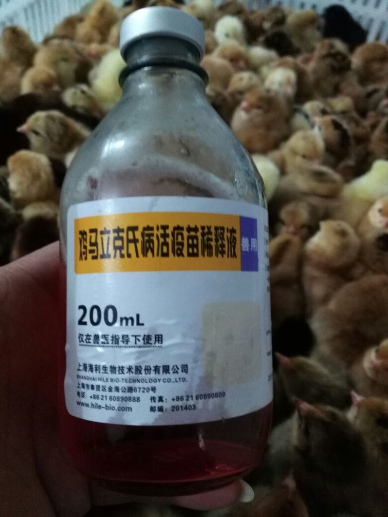 漂亮土公鸡苗出壳苗35~45克全公苗雄