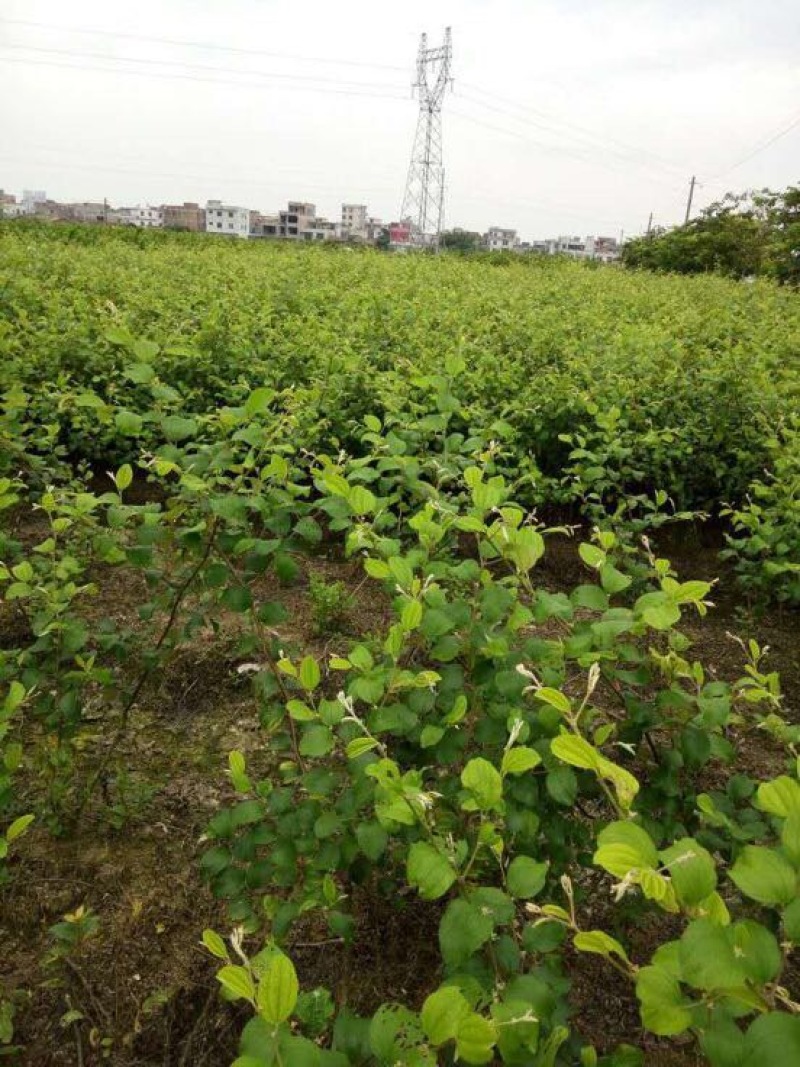 青枣苗台湾大青枣苗，苹果枣