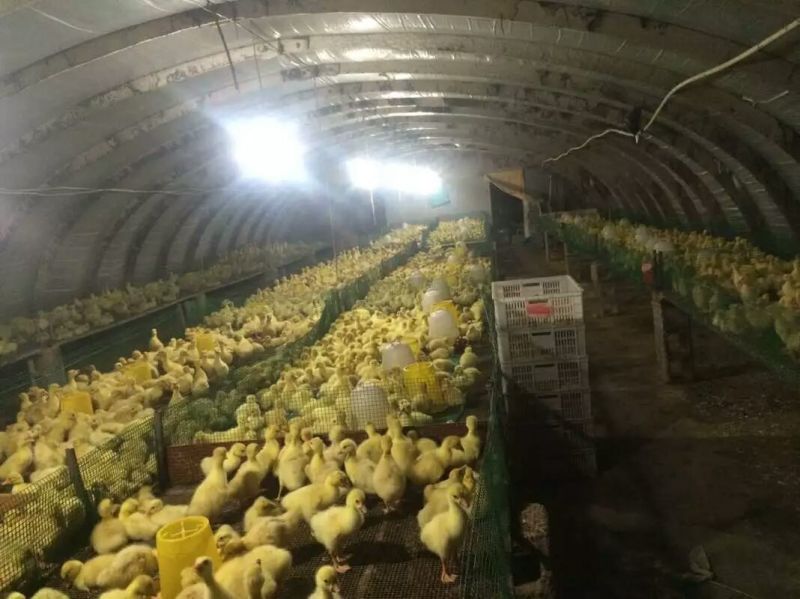 扬州大白鹅苗250g以下