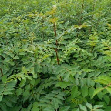 花椒苗大红袍九叶青花椒