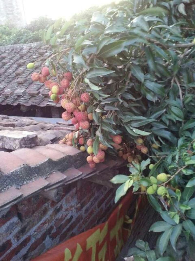 荔枝5月24左右出货，中华红，白糖罌，白蜡等