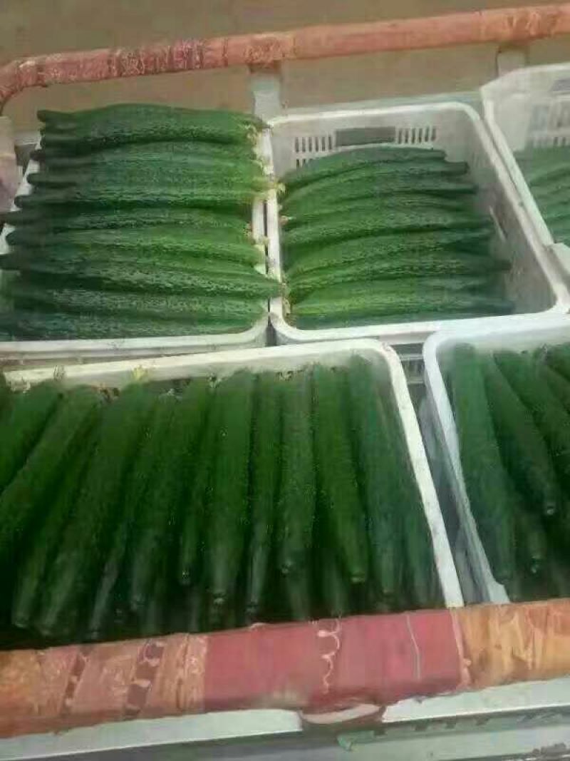 山东精品密刺黄瓜，现摘现发，基地直供，货源充足，实力代办。