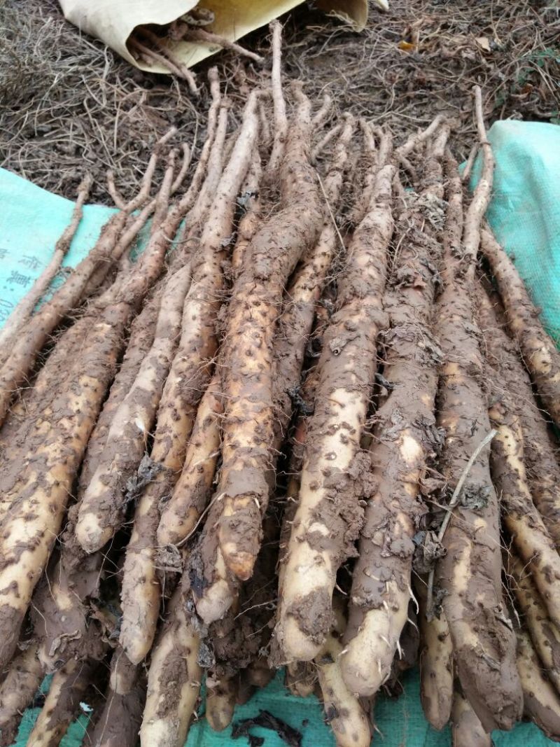 铁棍山药2~3厘米一级通货30~40厘米