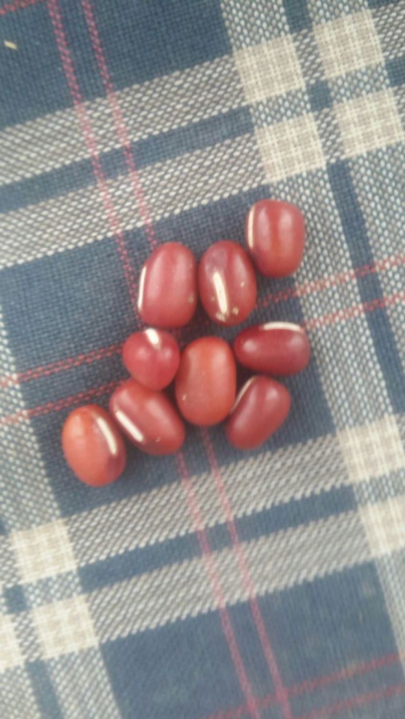 红小豆散装