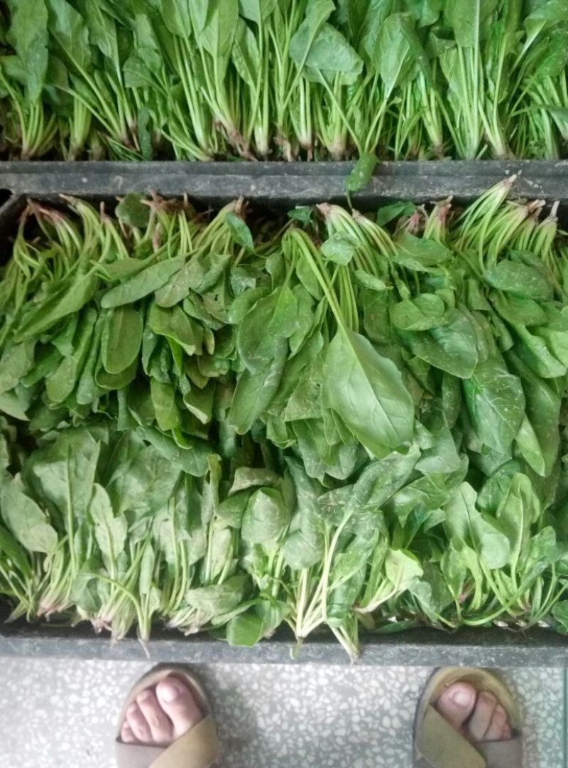 大叶菠菜15~20厘米