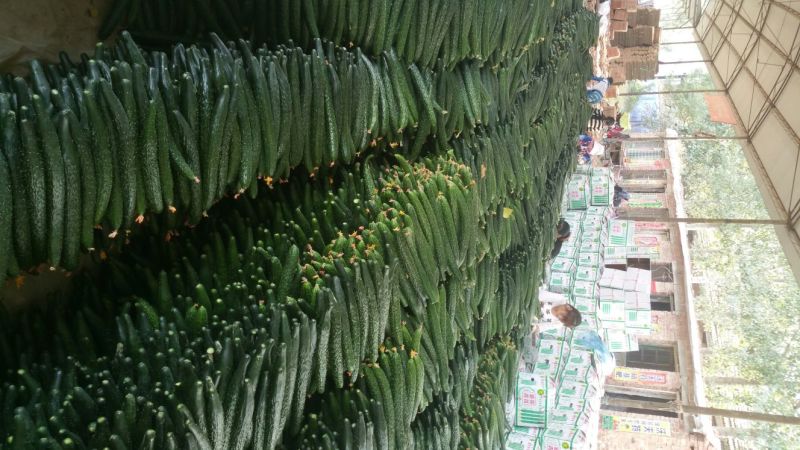 春秋黄瓜25公分以上干花带刺