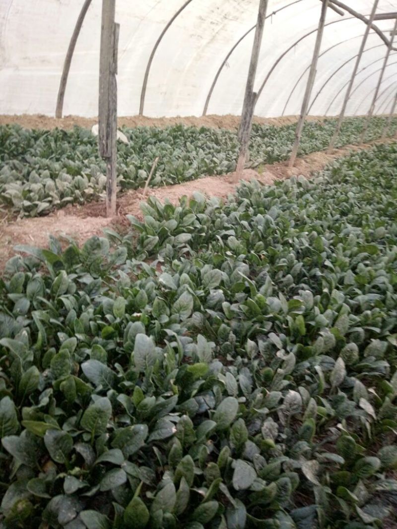 菠菜10~15厘米