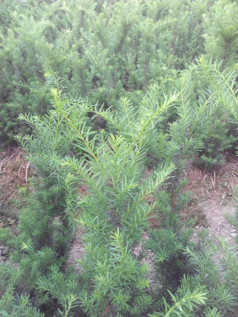 红豆杉盆景不含盆50~80cm