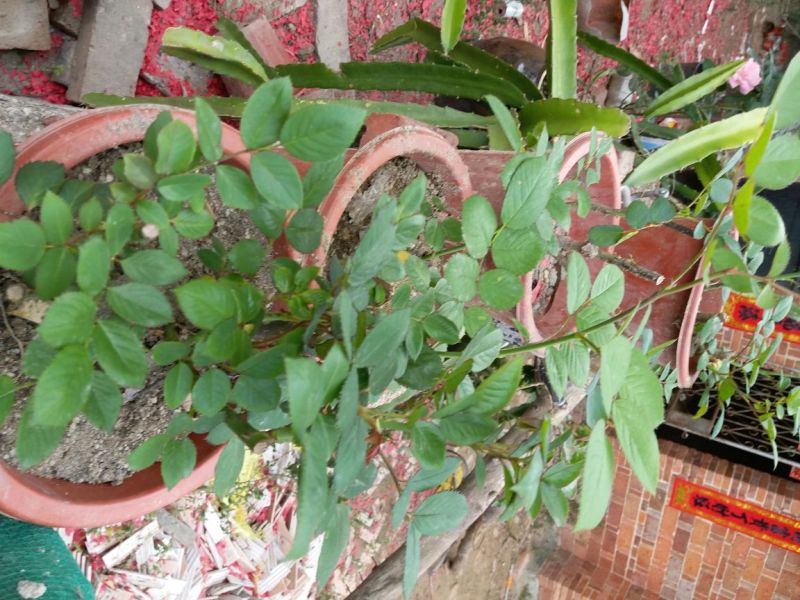 玫瑰盆花不含盆