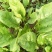 大叶菠菜20~25厘米