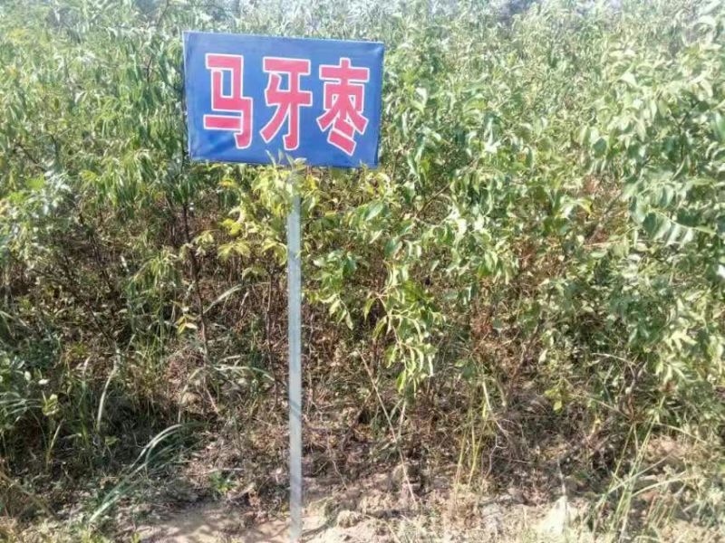 枣树苗80~110cm