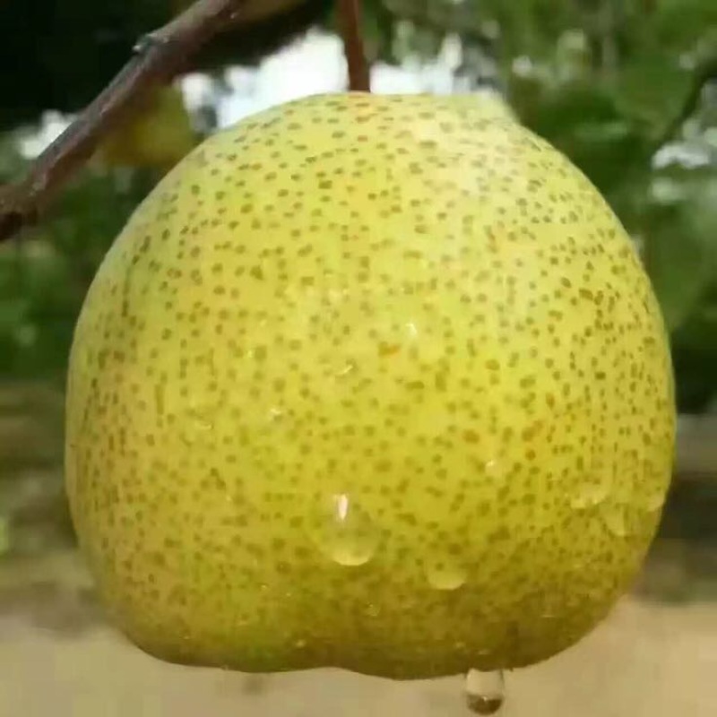 砀山梨
