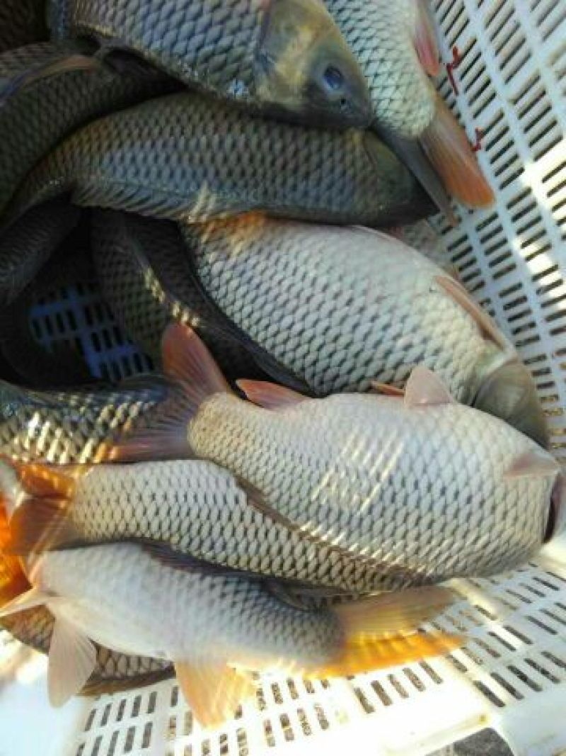 池鲤鱼食用1~2公斤