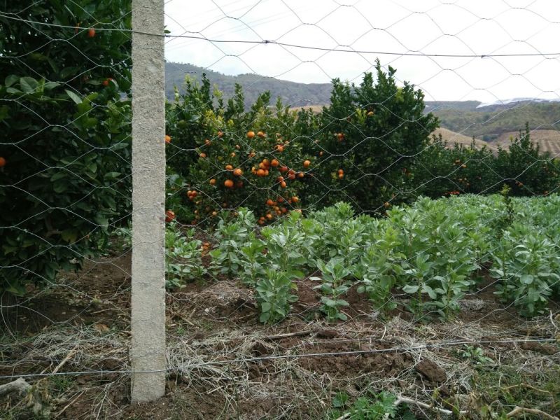 红蒜混级统货干蒜，场地直接采购