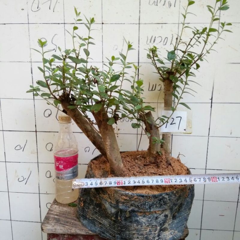 映山红5cm以下