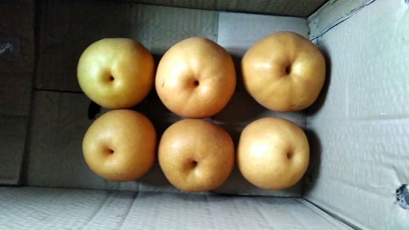 晚秋黄梨450~500g纸袋