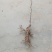 猕猴桃苗0.2~0.4cm30~35cm嫁接苗