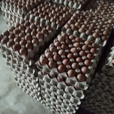 精品包装大中小码，养殖场直供，诚信经营，可长期供货，