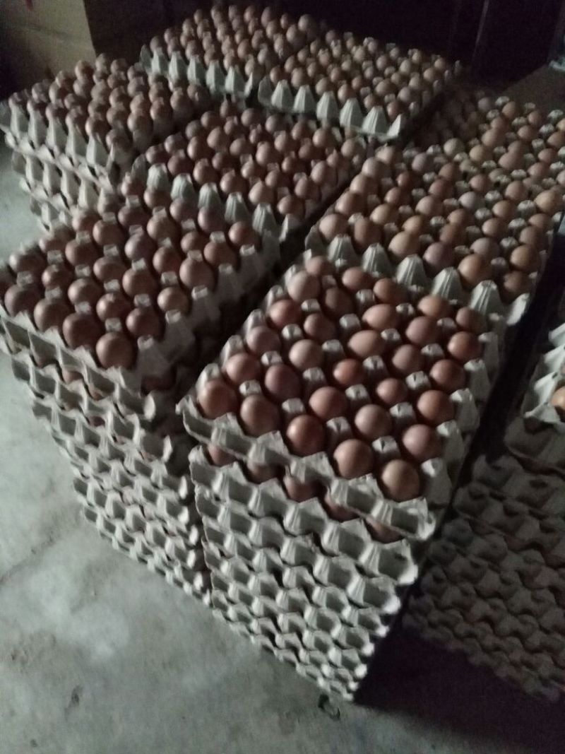 精品包装大中小码，养殖场直供，诚信经营，可长期供货，