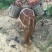骡子300~400kg