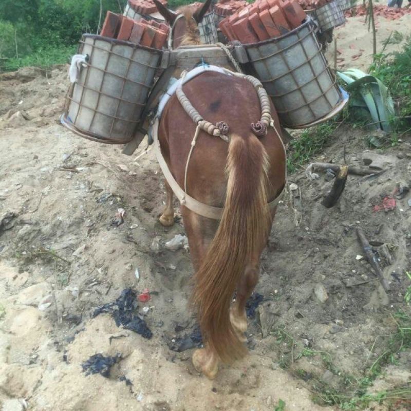 骡子300~400kg