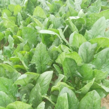 大叶菠菜15~20厘米