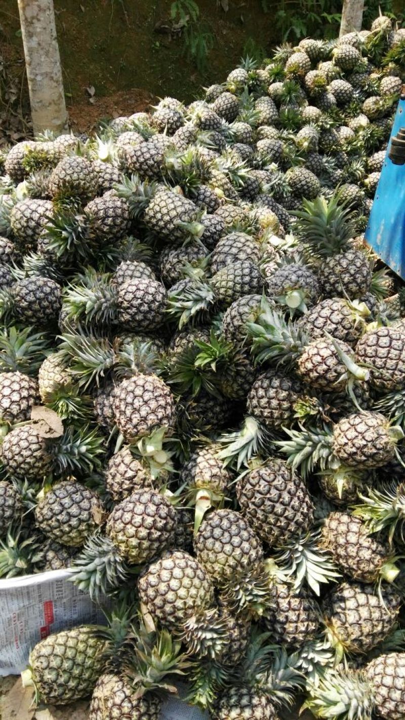 金钻十七号凤梨