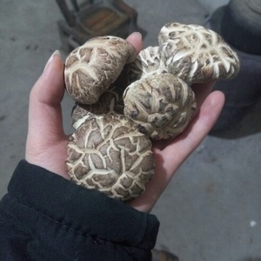 绿色健康精品农家自产干香菇蘑菇