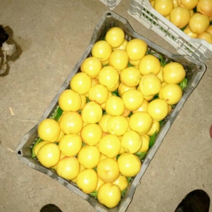 北京平谷区油桃 3两以上批发_李海波供应_一亩