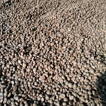 山茶籽油