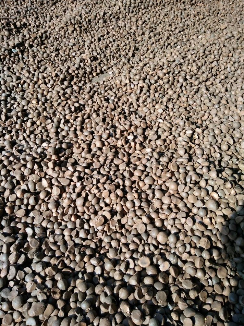 山茶籽油