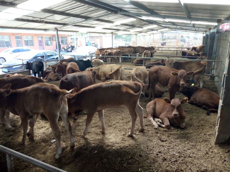 鲁西黄牛100~200kg