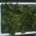 菠菜15~20厘米