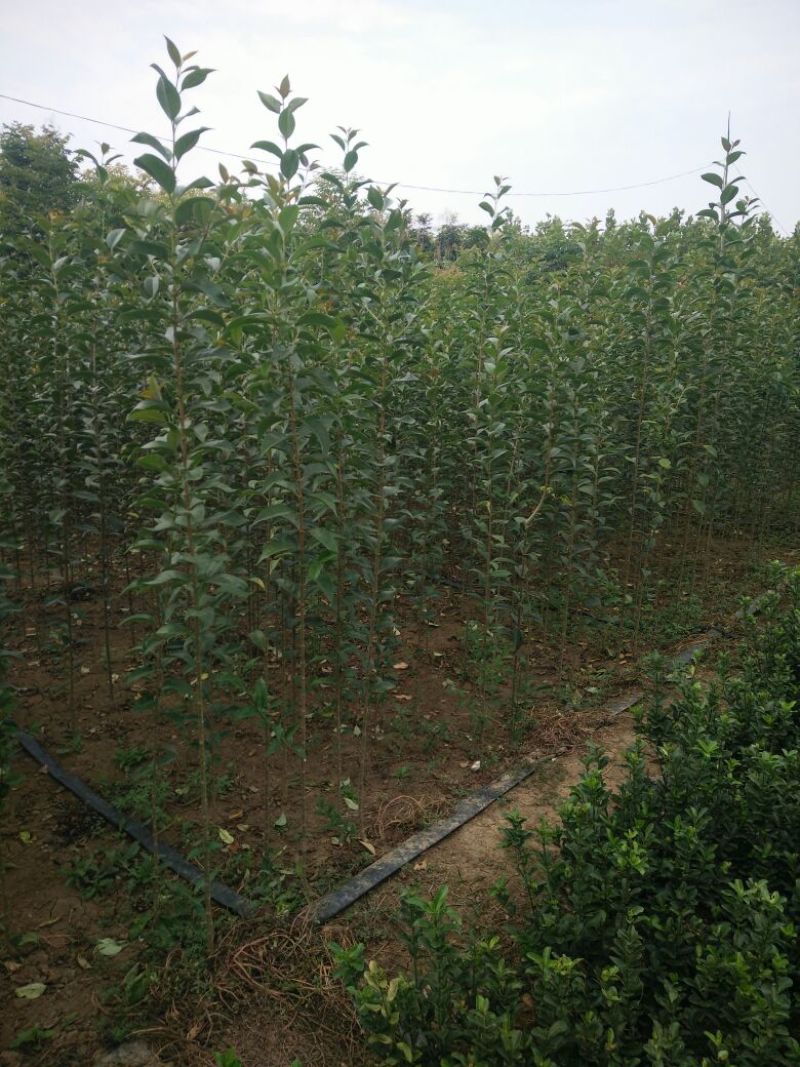 大叶女贞4cm以下