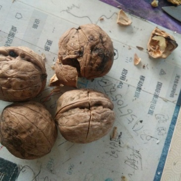 绵核桃去皮干