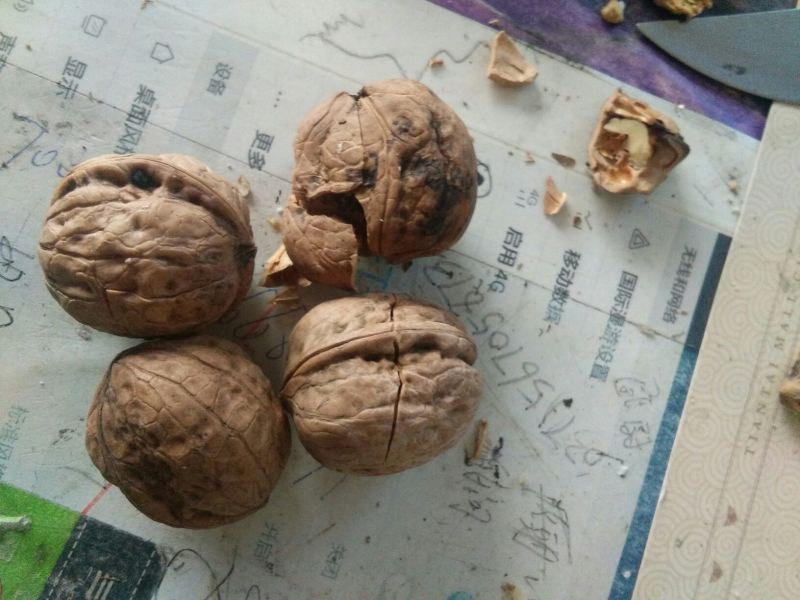 绵核桃去皮干