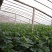 密刺黄瓜鲜花带刺18~22公分