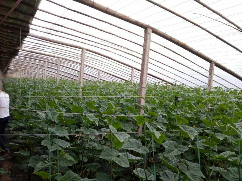 密刺黄瓜鲜花带刺18~22公分
