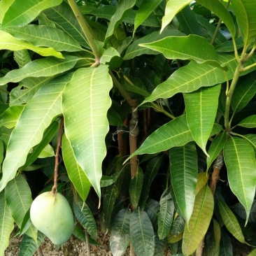 芒果苗1m以下