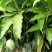 芒果苗1m以下