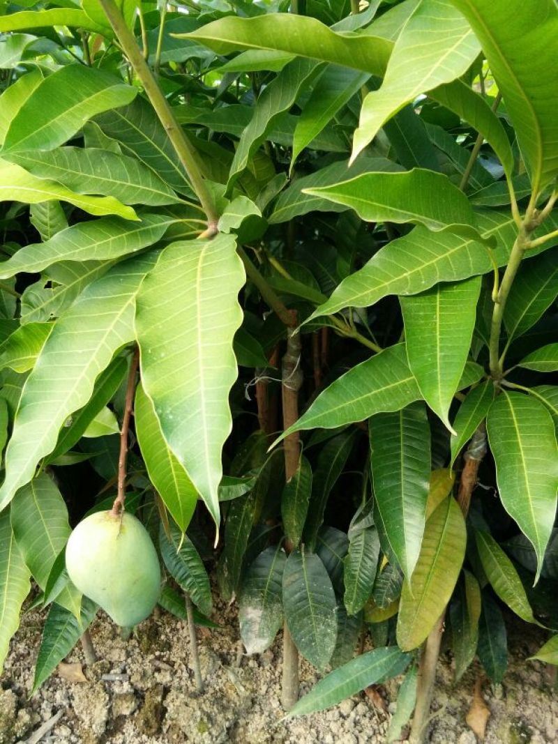 芒果苗1m以下