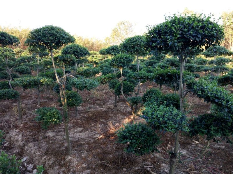 景观造型树，河南省潢川宏昌苗圃直销各种规格造型优美景观树