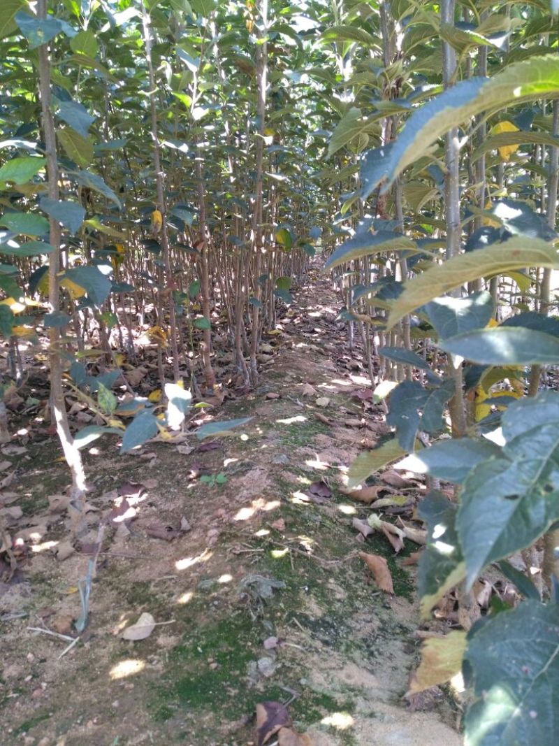 苹果树苗80cm以上