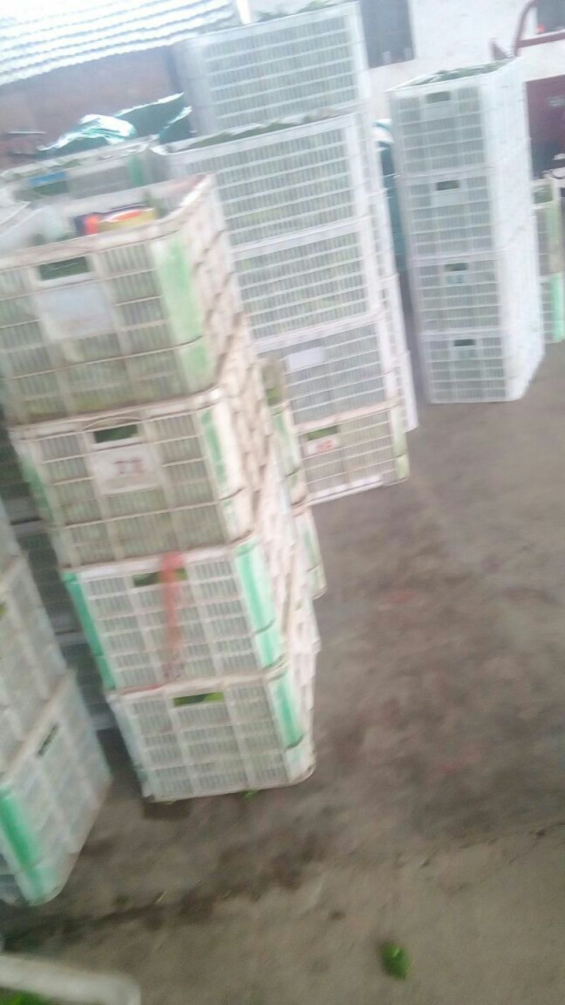 301辣椒10~15厘米青